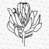 Protea outline 2