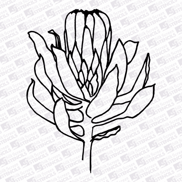 Protea outline 2