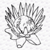 Protea outline 3