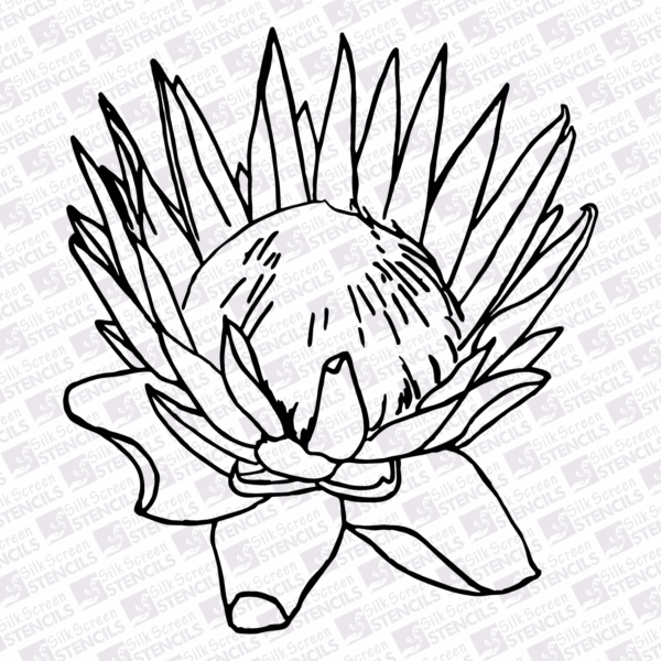 Protea outline 3